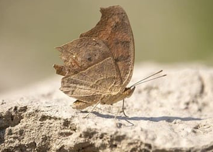 Un papillon, symbole de transformation, se repose sur une pierre. Cette image évoque l'espace paisible de la Gestalt-thérapie qui vous offre une transformation.