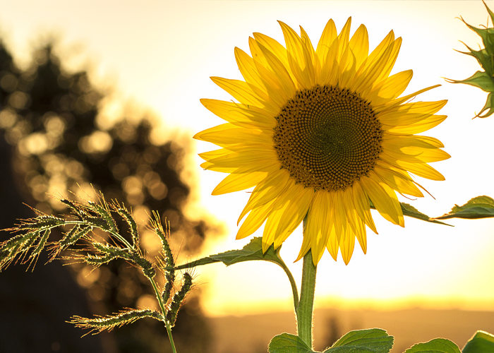 Le tournesol, symbole solaire, s'offre à la lumière. De même, les Prestations empreinte vibratoire et réflexologie plantaire ouvrent à l'énergie.