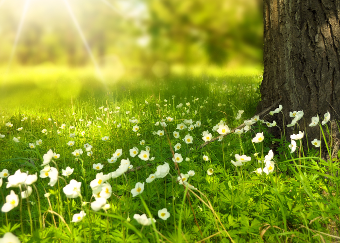 Un tapis de verdure fleuri qui évoque la relaxation et une bouffée d'oxygène