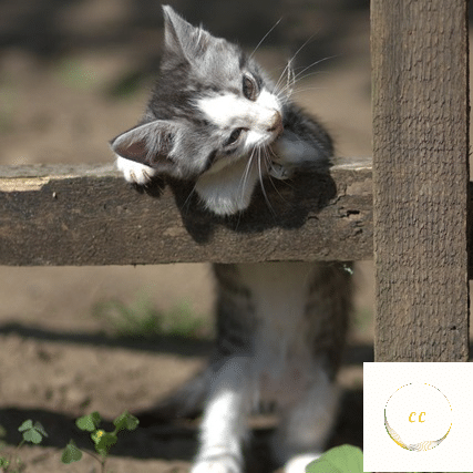 avoir perdu la curiosté 11 causes possibles