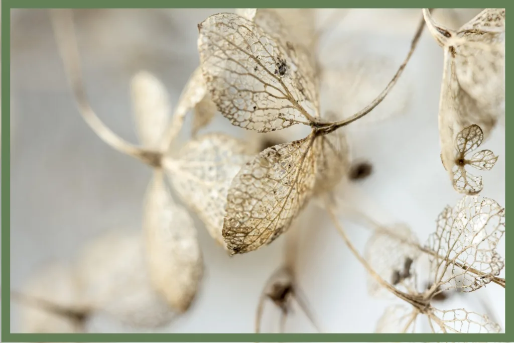 les bienfaits de lala relaxation de Jacobson