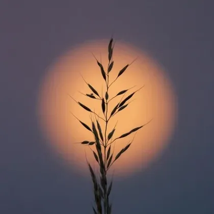 psychotherapie plutôt que thérapie breve