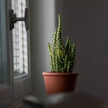 tendance à ruminer et hypersensibilité